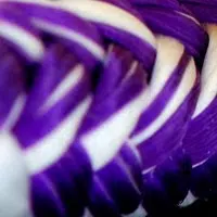 Garcette blanc violet